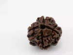 Premium 4 Mukhi Rudraksha (2.32 gms) from Nepal - Natural Treasure Side