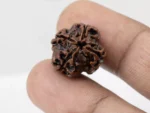 Premium 4 Mukhi Rudraksha (2.32 gms) from Nepal - Natural Treasure Reference