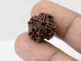 Premium 4 Mukhi Rudraksha (2.32 gms) from Nepal - Natural Treasure Reference