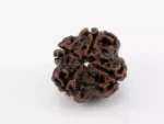 Original 4 Mukhi Rudraksha Nepali 2.32 gms - Natural Treasure