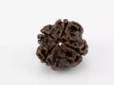 Original 4 Mukhi Rudraksha Nepali 2.32 gms - Natural Treasure