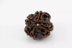 Original 4 Mukhi Rudraksha Nepali 2.32 gms - Natural Treasure