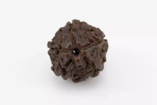 Premium 5 Mukhi Rudraksha (1.83 gms) from Nepal - Natural Treasure