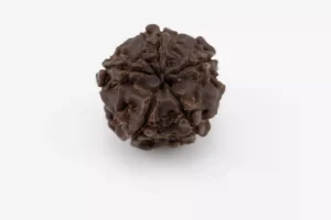 Premium 5 Mukhi Rudraksha (1.83 gms) from Nepal - Natural Treasure - bACK