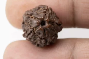 Premium 5 Mukhi Rudraksha (1.83 gms) from Nepal - Natural Treasure - rEFERENCE