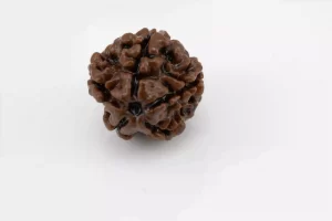 Premium 5 Mukhi Rudraksha (2.08 gms) from Nepal - Natural Treasure Side