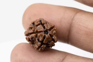 Premium 5 Mukhi Rudraksha (2.08 gms) from Nepal - Natural Treasure Reference