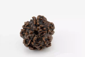 Premium 5 Mukhi Rudraksha (2.46 gms) from Nepal - Natural Treasure