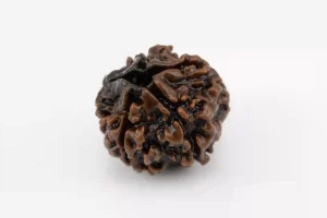 Premium 5 Mukhi Rudraksha (2.46 gms) from Nepal - Natural Treasure Side