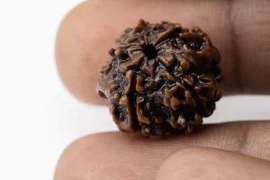 Premium 5 Mukhi Rudraksha (2.46 gms) from Nepal - Natural Treasure Reference