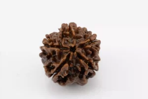 Premium 5 Mukhi Rudraksha (2.54 gms) from Nepal - Natural Treasure Back