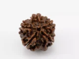 Premium 5 Mukhi Rudraksha (2.54 gms) from Nepal - Natural Treasure Back