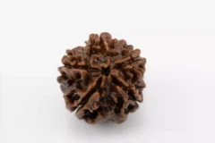 Premium 5 Mukhi Rudraksha (2.54 gms) from Nepal - Natural Treasure Back