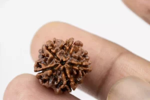 Premium 5 Mukhi Rudraksha (2.54 gms) from Nepal - Natural Treasure Reference