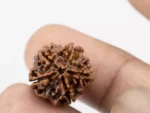 Premium 5 Mukhi Rudraksha (2.54 gms) from Nepal - Natural Treasure Reference