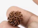 Premium 5 Mukhi Rudraksha (2.54 gms) from Nepal - Natural Treasure Reference