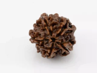 Premium Original 5 Mukhi Rudraksha Nepali 2.54 gms - Natural Treasure