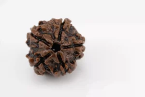 Premium 5 Mukhi Rudraksha (2.62 gms) from Nepal - Natural Treasure