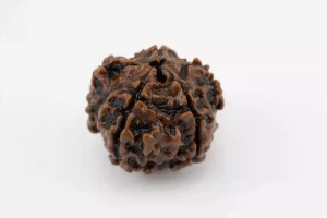 Premium 5 Mukhi Rudraksha (2.62 gms) from Nepal - Natural Treasure Side