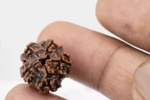 Premium 5 Mukhi Rudraksha (2.62 gms) from Nepal - Natural Treasure Reference