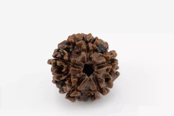 Premium 5 Mukhi Rudraksha (2.75 gms) from Nepal - Natural Treasure