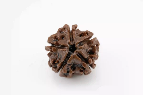 Premium 5 Mukhi Rudraksha (2.87 gms) from Nepal - Natural Treasure