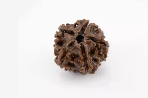 Premium 5 Mukhi Rudraksha (2.87 gms) from Nepal - Natural Treasure back