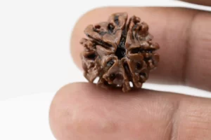 Premium 5 Mukhi Rudraksha (2.87 gms) from Nepal - Natural Treasure reference