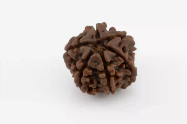 Premium 6 Mukhi Rudraksha (1.82 gms) from Nepal - Natural Treasure