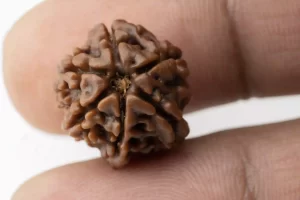 Premium 6 Mukhi Rudraksha (1.82 gms) from Nepal - Natural Treasure - Reference