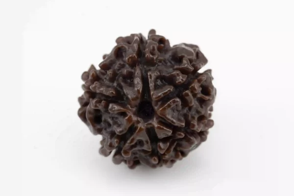 6 Mukhi (6 Face) Rudraksha 2.33 gms