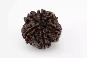 6 Mukhi (6 Face) Rudraksha 2.33 gms Back