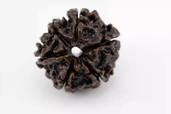 Premium 6 Mukhi Rudraksha (3.01 gms) from Nepal - Natural Treasure