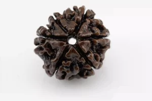 Premium 6 Mukhi Rudraksha (3.01 gms) from Nepal - Natural Treasure Back