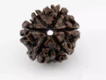 Premium 6 Mukhi Rudraksha (3.01 gms) from Nepal - Natural Treasure Back