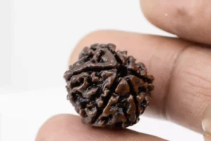 Premium 6 Mukhi Rudraksha (3.01 gms) from Nepal - Natural Treasure Reference