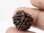 Premium 6 Mukhi Rudraksha (3.01 gms) from Nepal - Natural Treasure Reference