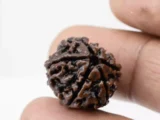 Premium 6 Mukhi Rudraksha (3.01 gms) from Nepal - Natural Treasure Reference