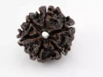 Premium 6 Mukhi Rudraksha Nepali 3.01 gms - Natural Treasure