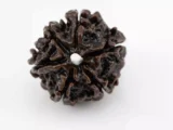 Premium 6 Mukhi Rudraksha Nepali 3.01 gms - Natural Treasure