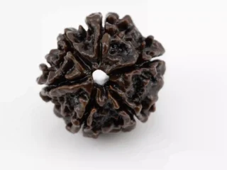 Premium 6 Mukhi Rudraksha Nepali 3.01 gms - Natural Treasure