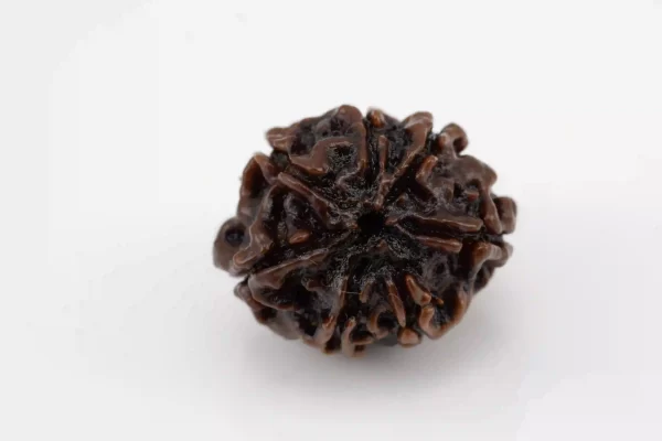 Premium 7 Mukhi Rudraksha (2.23 gms) from Nepal - Natural Treasure