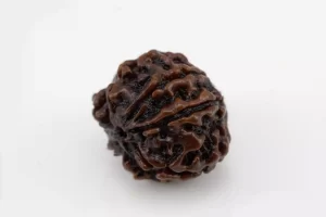 Premium 7 Mukhi Rudraksha (2.23 gms) from Nepal - Natural Treasure - Side