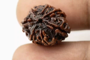 Premium 7 Mukhi Rudraksha (2.23 gms) from Nepal - Natural Treasure - Reference