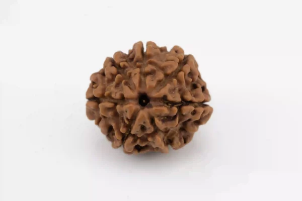 Premium 7 Mukhi Rudraksha (1.58 gms) from Nepal - Natural Treasure