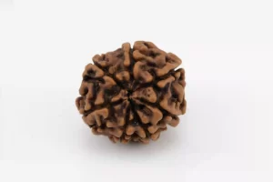 Premium 7 Mukhi Rudraksha (1.58 gms) from Nepal - Natural Treasure - Back