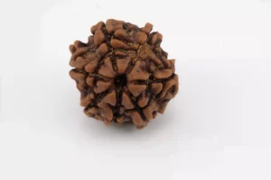 Premium 7 Mukhi Rudraksha (1.81 gms) from Nepal - Natural Treasure