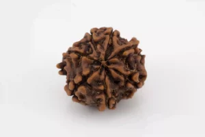 Premium 7 Mukhi Rudraksha (1.81 gms) from Nepal - Natural Treasure - Back