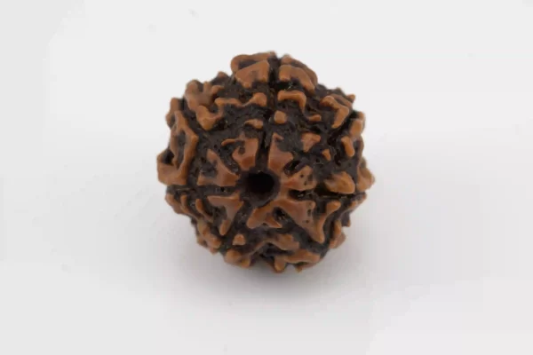 Premium 7 Mukhi Rudraksha (1.85 gms) from Nepal - Natural Treasure