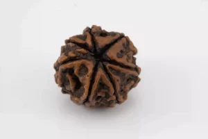 Premium 7 Mukhi Rudraksha (1.85 gms) from Nepal - Natural Treasure - Back